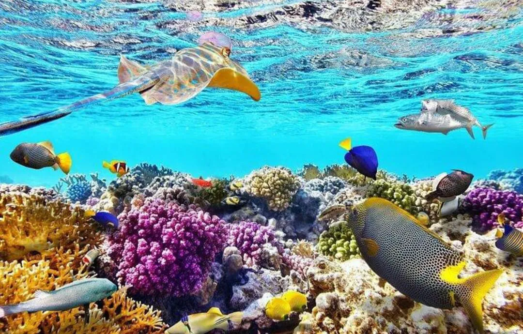 🏝️ Sharm El Sheikh Tour Tiran Island Snorkeling & Luxury Yacht Experience -sharm-el-sheikh-tour-tiran-island-snorkeling-luxury-yacht-experience/IMG-20260704-WA0017.jpg