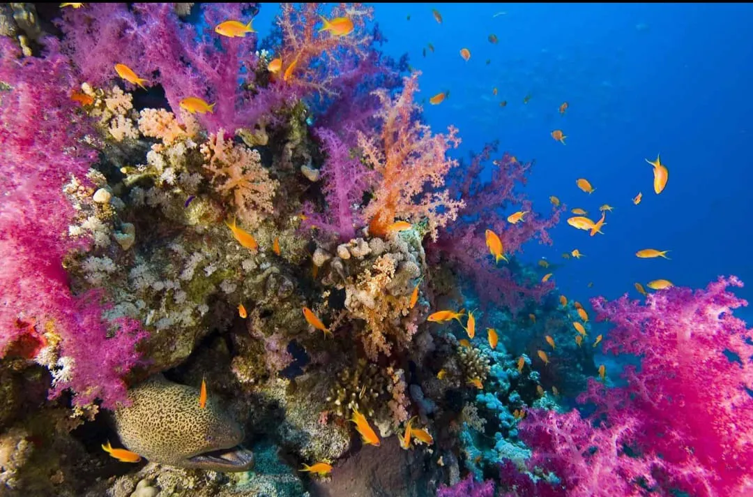 🏝️ Sharm El Sheikh Tour Tiran Island Snorkeling & Luxury Yacht Experience -sharm-el-sheikh-tour-tiran-island-snorkeling-luxury-yacht-experience/IMG-20260704-WA0018.jpg