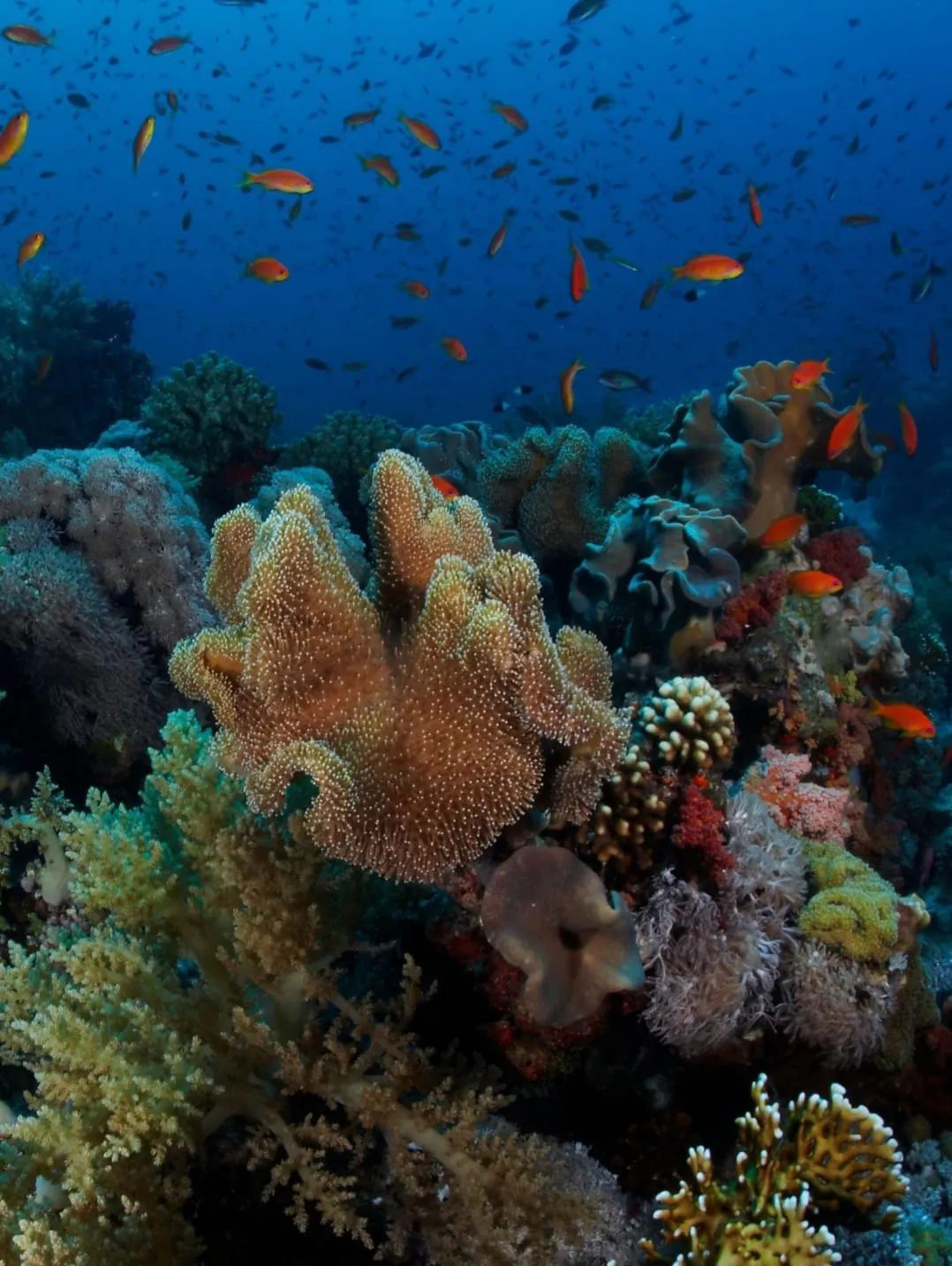 🏝️ Sharm El Sheikh Tour Tiran Island Snorkeling & Luxury Yacht Experience -sharm-el-sheikh-tour-tiran-island-snorkeling-luxury-yacht-experience/IMG-20260704-WA0020.jpg