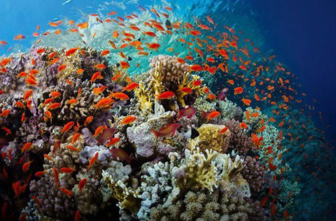 🏝️ Sharm El Sheikh Tour Tiran Island Snorkeling & Luxury Yacht Experience -sharm-el-sheikh-tour-tiran-island-snorkeling-luxury-yacht-experience/IMG-20260704-WA0027.jpg