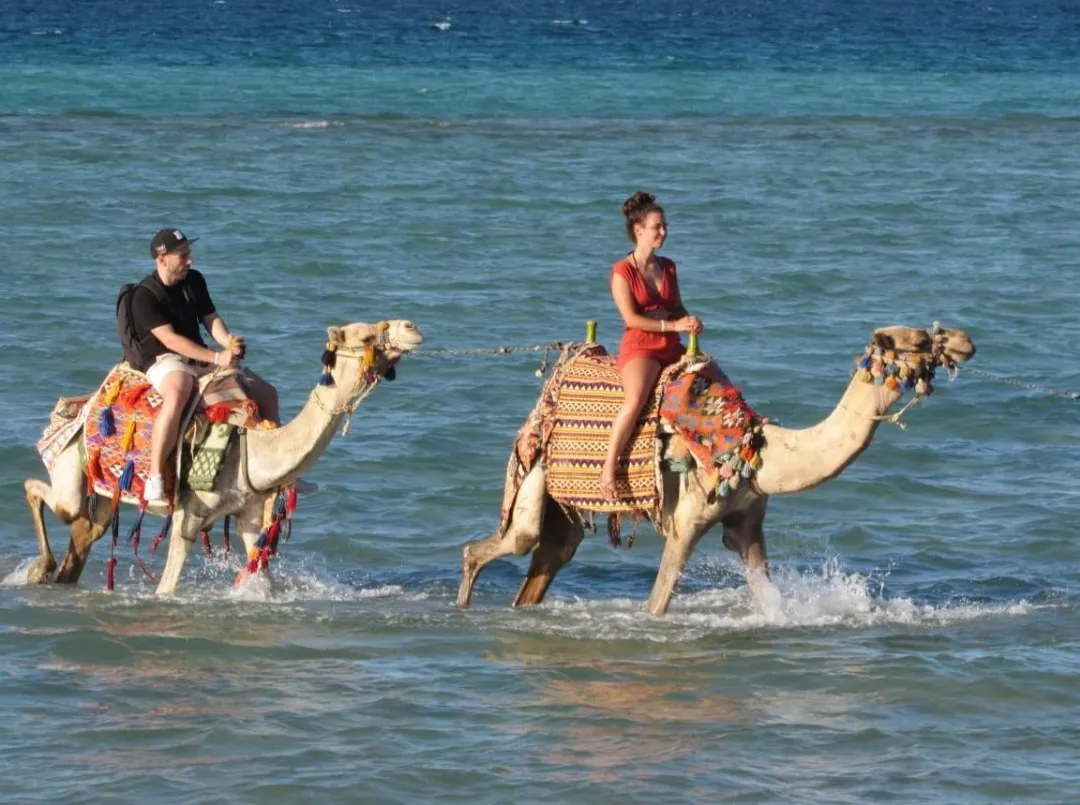 🐪✨ Camel Riding Experience in El Gouna 🌅🏜️ Camel-riding/Screenshot_٢٠٢٦٠٧٠٢_١٦٣٠٠٠_ChatGPT.jpg