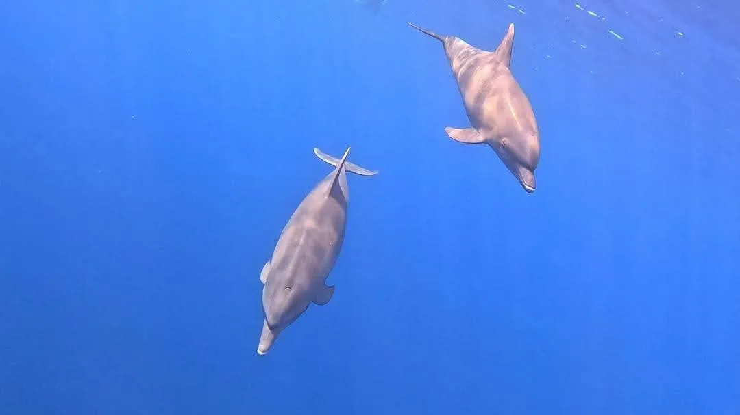 Dolphin 🐬 watching trip from El Gouna Dolphin-house/IMG-20260701-WA0053.jpg