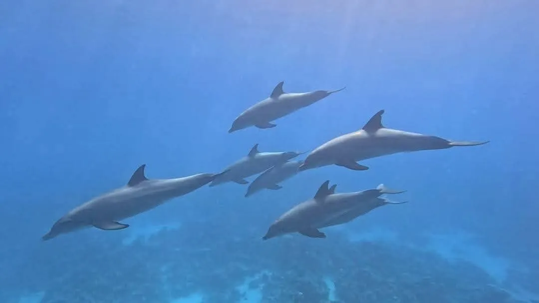 Dolphin 🐬 watching trip from El Gouna Dolphin-house/IMG-20260701-WA0054.jpg