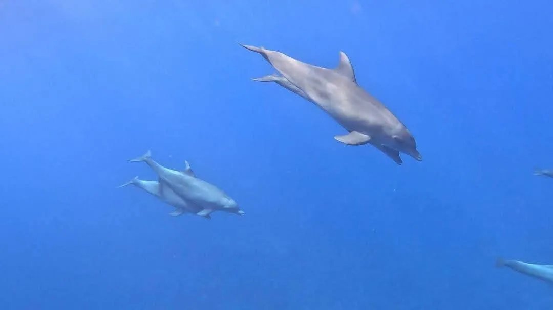 Dolphin 🐬 watching trip from El Gouna Dolphin-house/IMG-20260701-WA0056.jpg