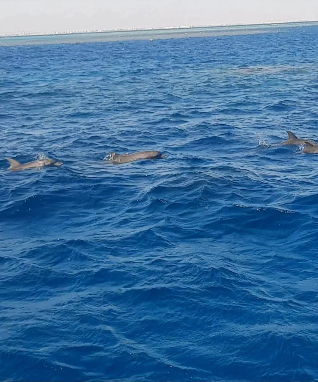 Dolphin 🐬 watching trip from El Gouna Dolphin-house/IMG-20260701-WA0058.jpg