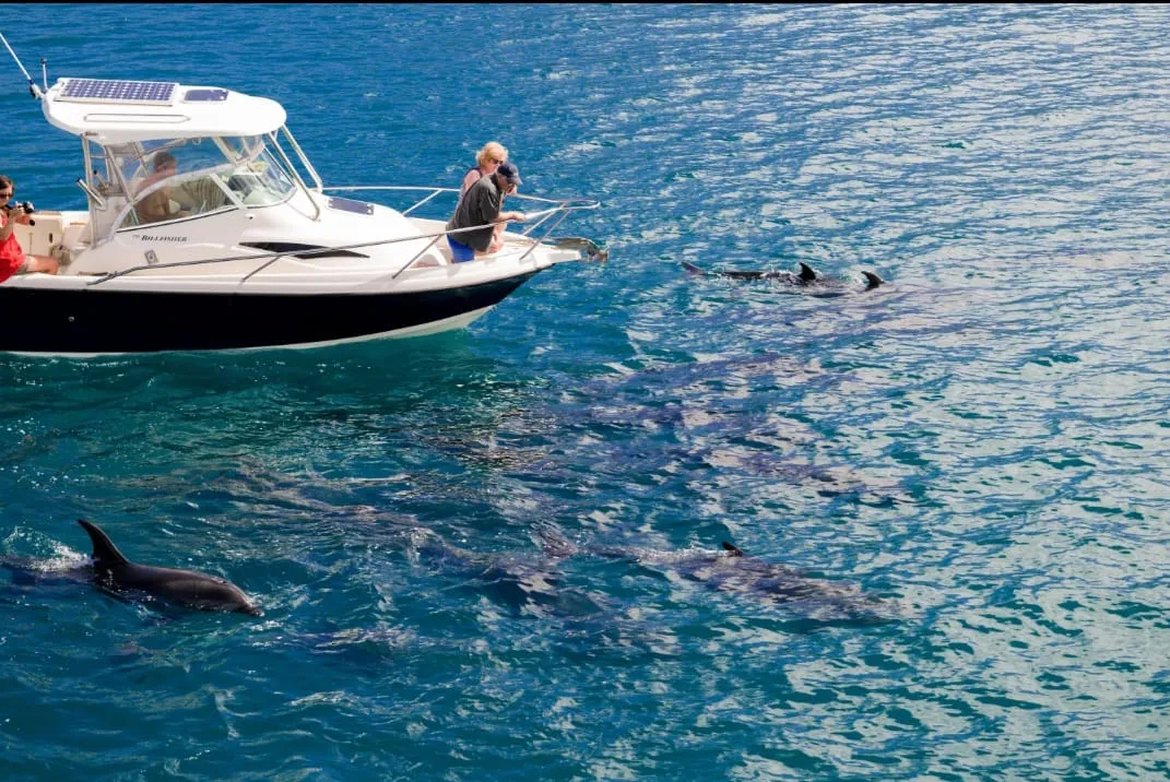 Dolphin 🐬 watching trip from El Gouna Dolphin-house/IMG-20260701-WA0107.jpg