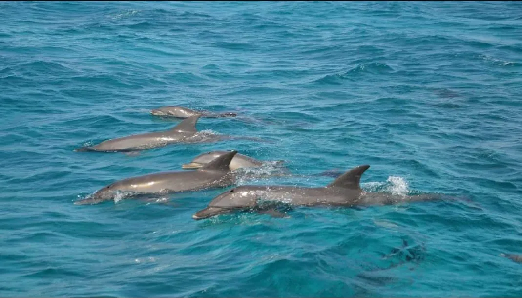 Dolphin 🐬 watching trip from El Gouna Dolphin-house/IMG-20260701-WA0108.jpg