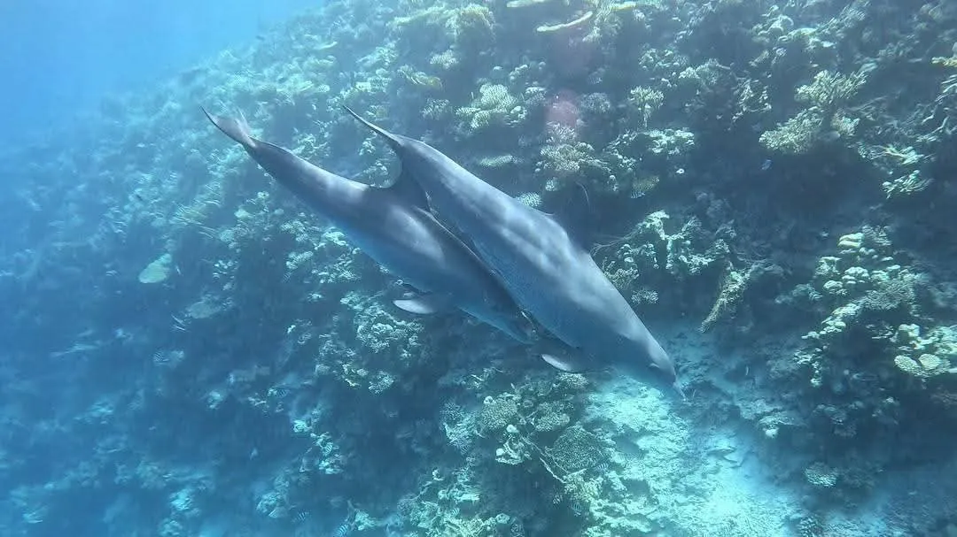 🐬✨ Dolphin Watching Cruise from El Gouna 🌊🐬 Dolphin-witching-trip-from-El-Gouna/IMG-20260519-WA0019.jpg