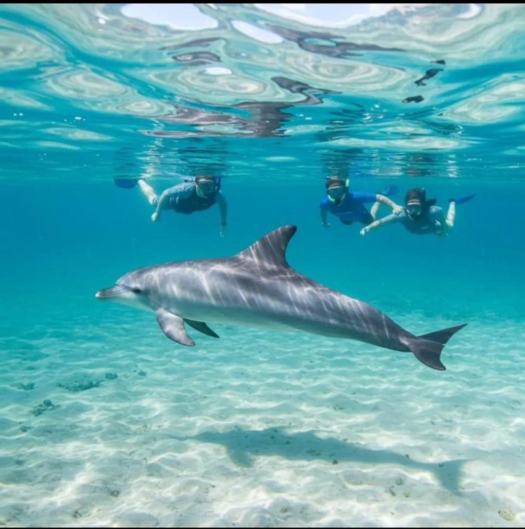 🐬✨ Dolphin Watching Cruise from El Gouna 🌊🐬 Dolphin-witching-trip-from-El-Gouna/Screenshot_٢٠٢٦٠٧٠٢_١٨٢٣٠١_ChatGPT.jpg