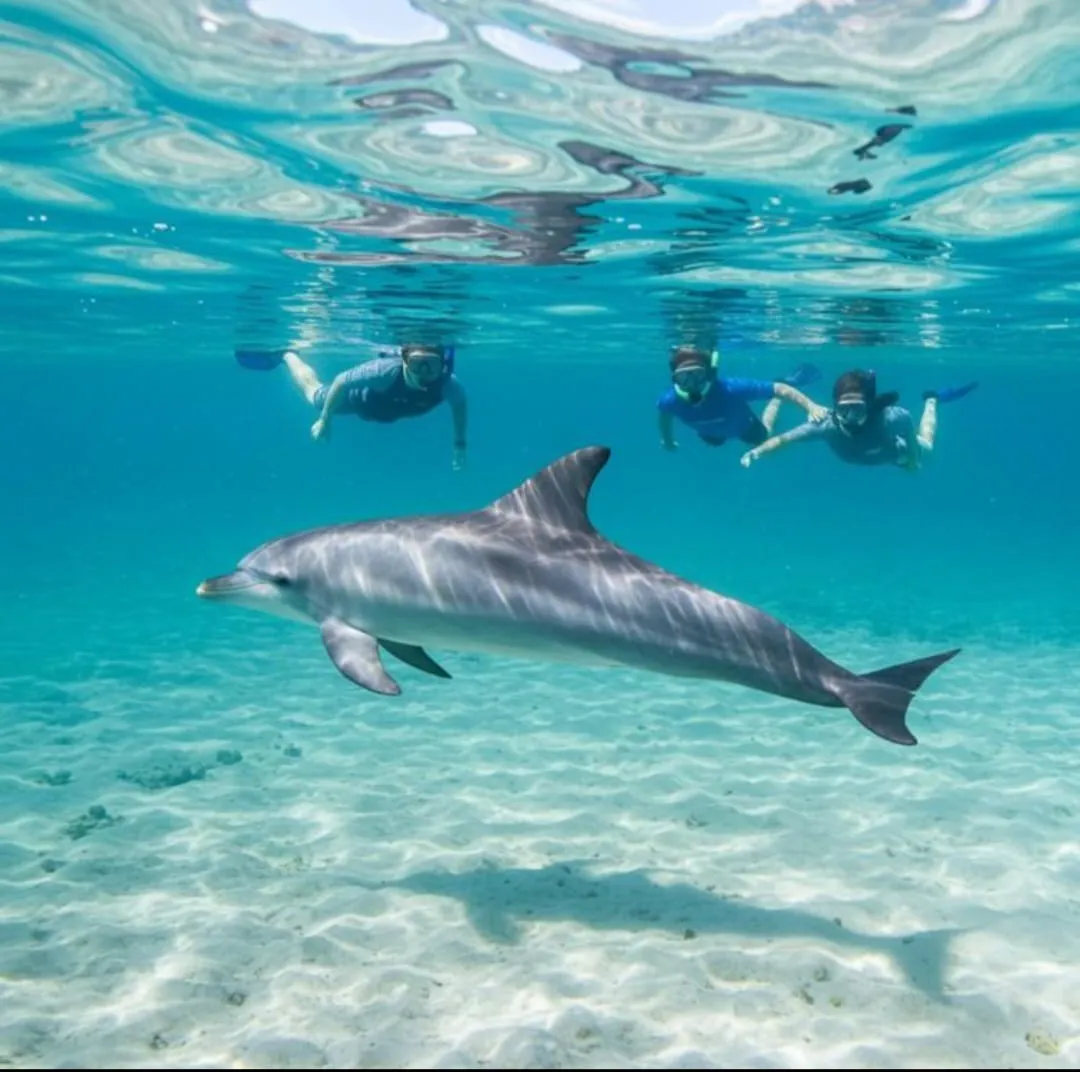 🐠🤿 Shaab Samadai (Dolphin House) Snorkeling Trip – Marsa Alam 🐬🌊