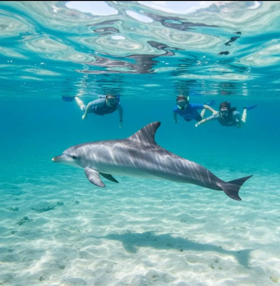 Dolphin 🐬 watching trip from El Gouna