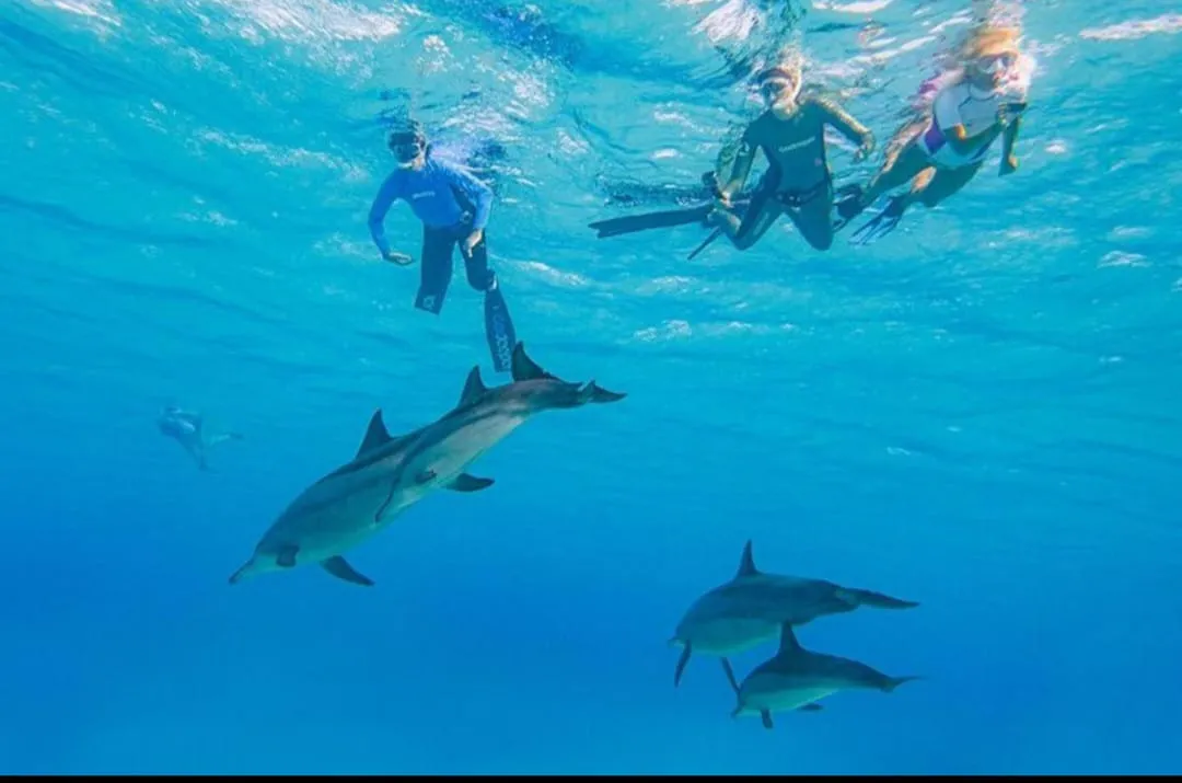 🐬✨ Sataya Dolphin Reef Trip – Marsa Alam 🌊🏝️
