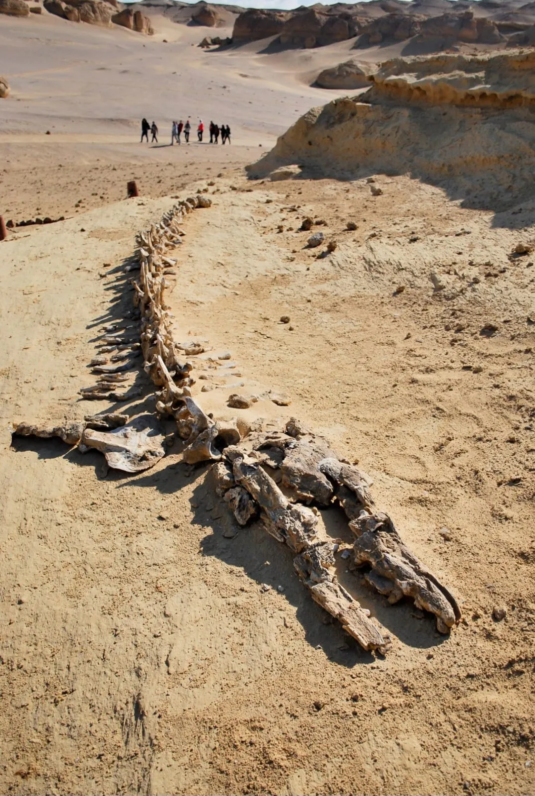 🐋🏜️ Wadi El Hitan (Valley of the Whales) | Full-Day UNESCO Adventure