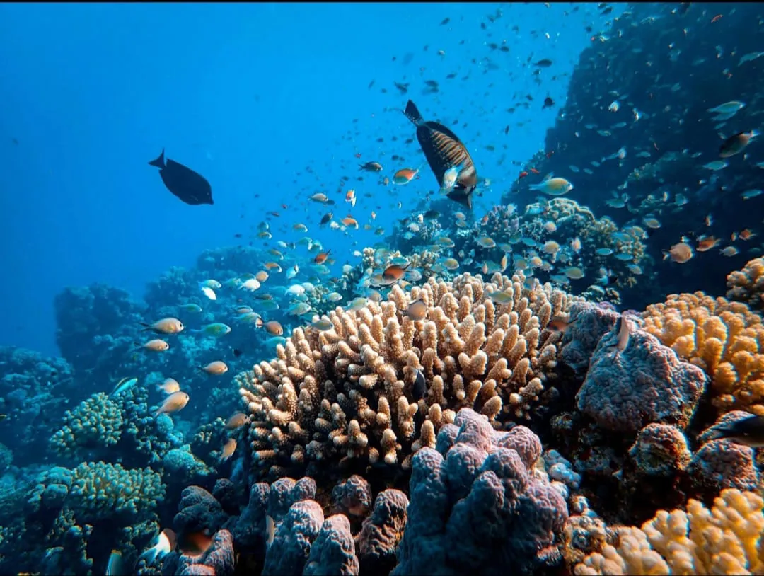 🏝️ Sharm El Sheikh Tour Ras Mohammed • Snorkeling • Luxury Yacht Experience Ras-mohammed-snorkeling-Yacht/IMG-20260703-WA0136.jpg