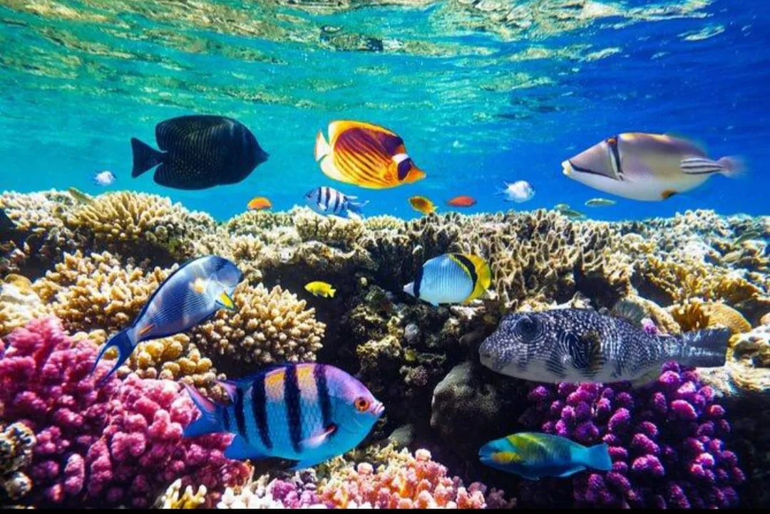 🏝️ Sharm El Sheikh Tour Ras Mohammed • Snorkeling • Luxury Yacht Experience Ras-mohammed-snorkeling-Yacht/IMG-20260703-WA0146.jpg