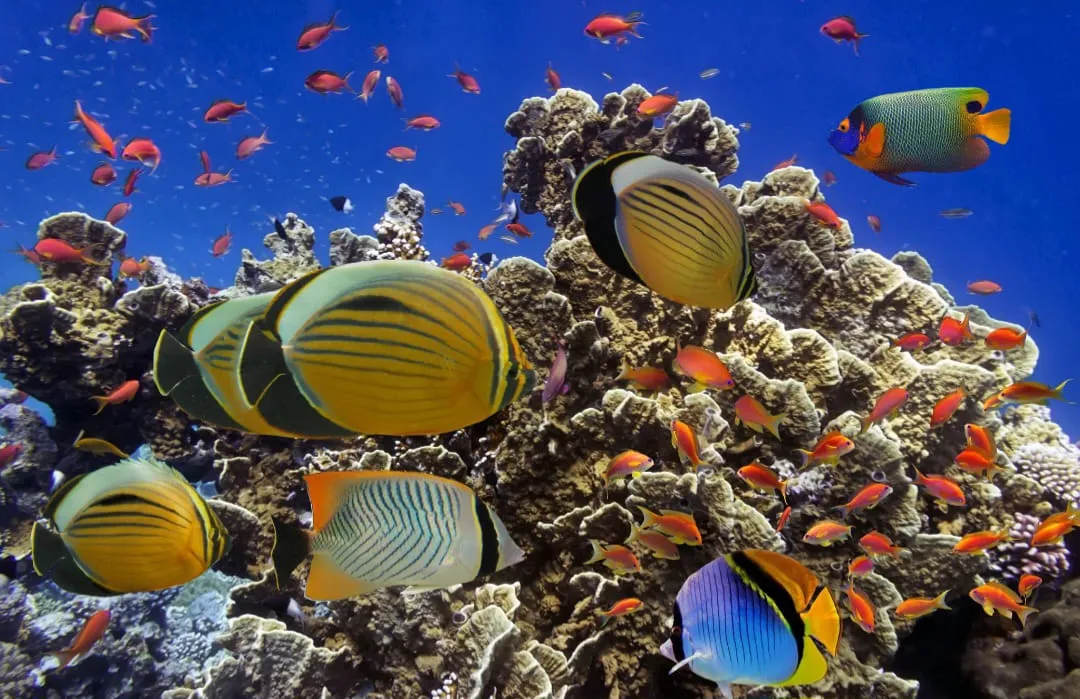 🏝️ Sharm El Sheikh Tour Ras Mohammed • Snorkeling • Luxury Yacht Experience Ras-mohammed-snorkeling-Yacht/IMG-20260703-WA0147.jpg