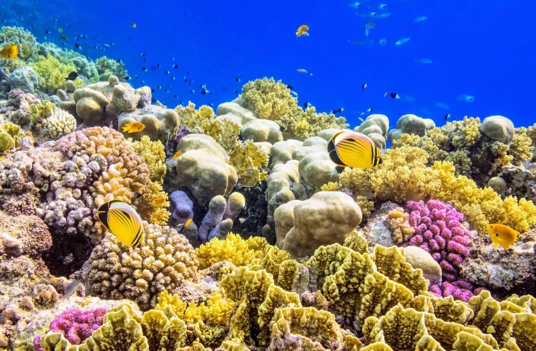 🏝️ Sharm El Sheikh Tour Ras Mohammed • Snorkeling • Luxury Yacht Experience Ras-mohammed-snorkeling-Yacht/IMG-20260703-WA0150.jpg