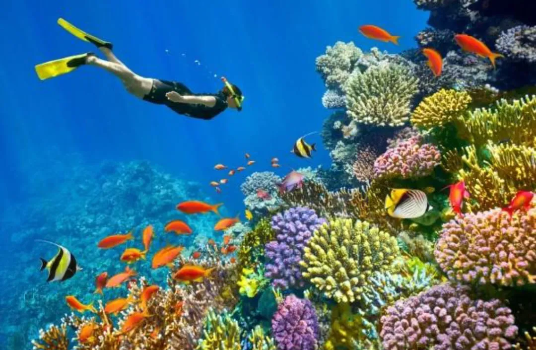 🏝️ Sharm El Sheikh Tour Ras Mohammed • Snorkeling • Luxury Yacht Experience Ras-mohammed-snorkeling-Yacht/IMG-20260703-WA0157.jpg
