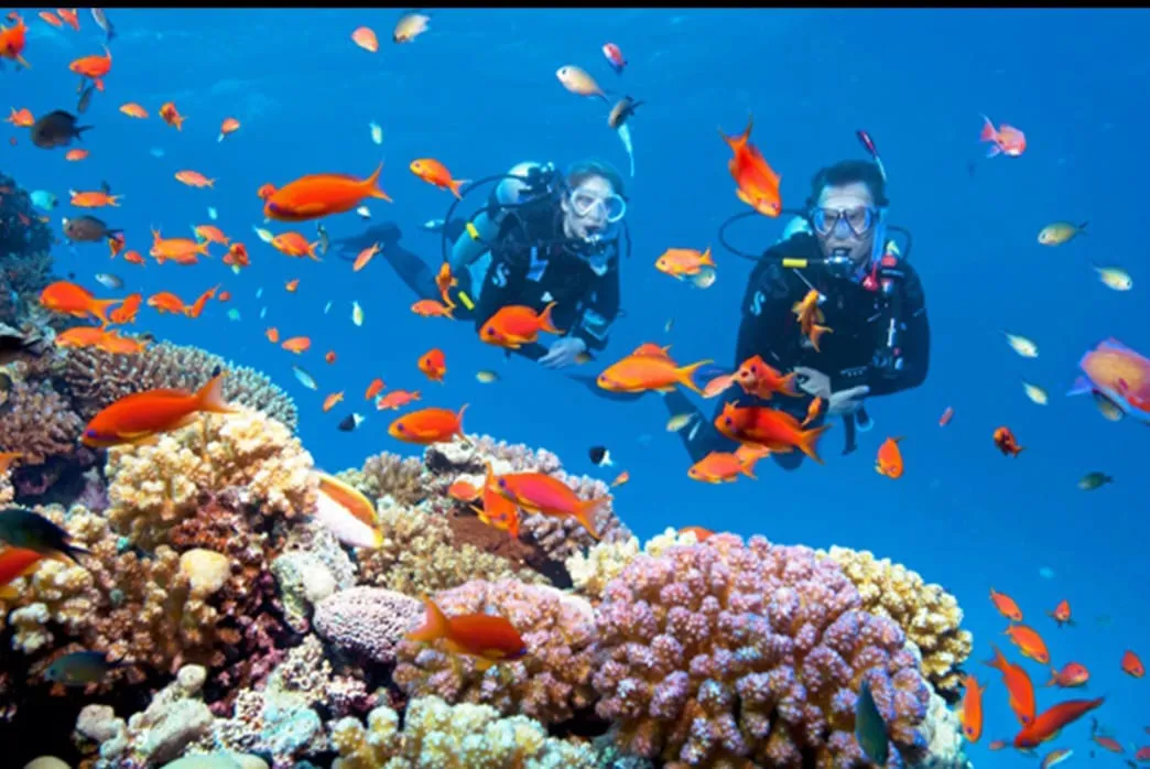 Scuba diving 🤿 trip from El Gouna Scuba-diving/IMG-20260701-WA0112.jpg
