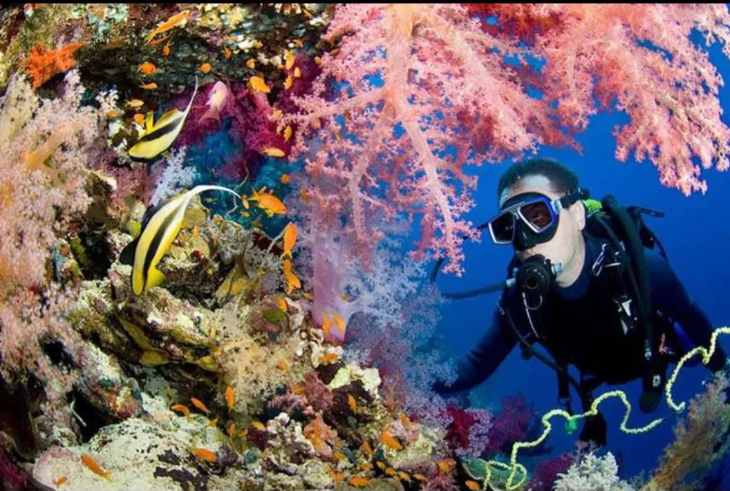 Scuba diving 🤿 trip from El Gouna Scuba-diving/IMG-20260701-WA0113.jpg