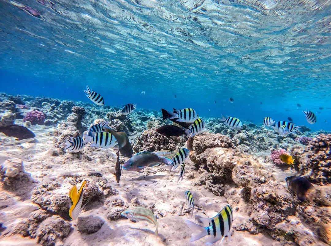 Snorkeling 🤿 safiri trip EL Gouna Snorkeling-safiri-trip/IMG-20260701-WA0147.jpg