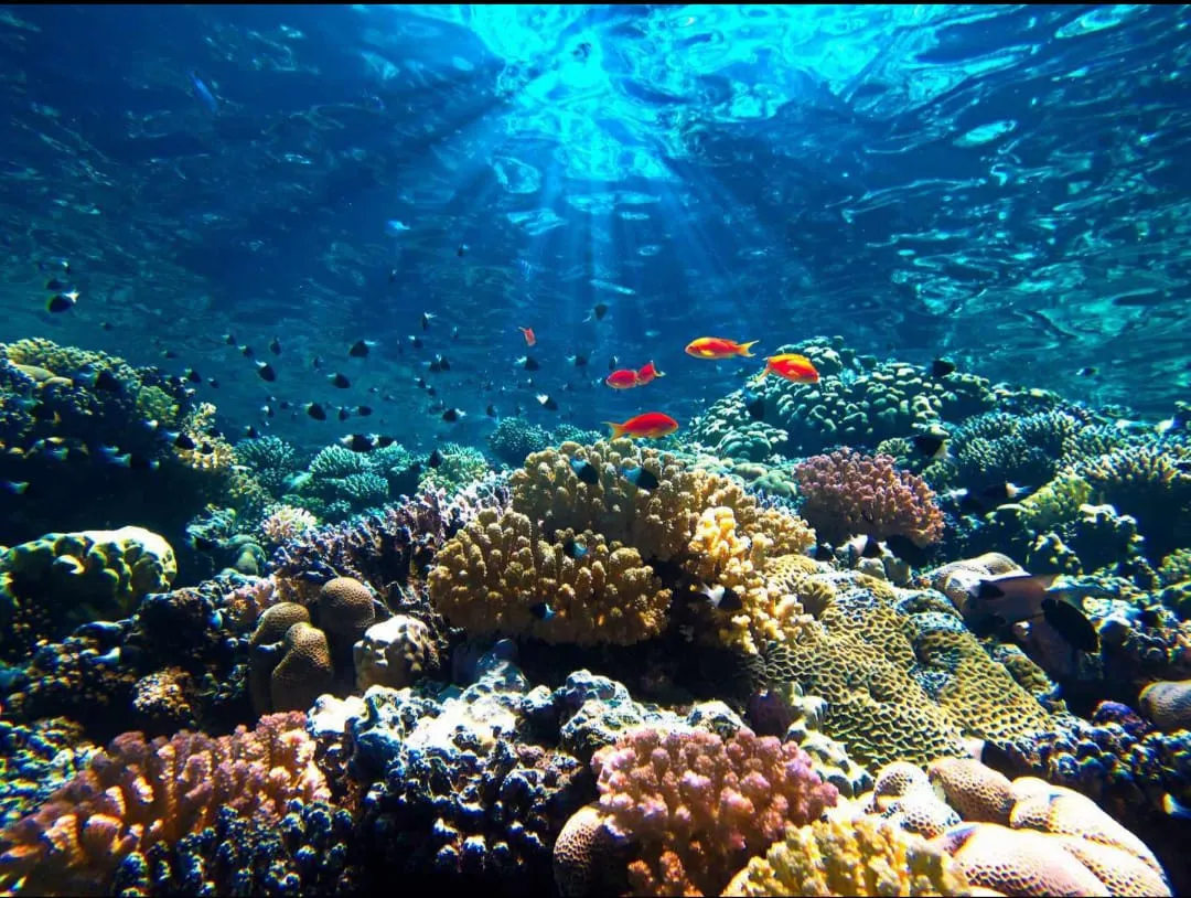 Snorkeling 🤿 safiri trip EL Gouna Snorkeling-safiri-trip/IMG-20260701-WA0148.jpg
