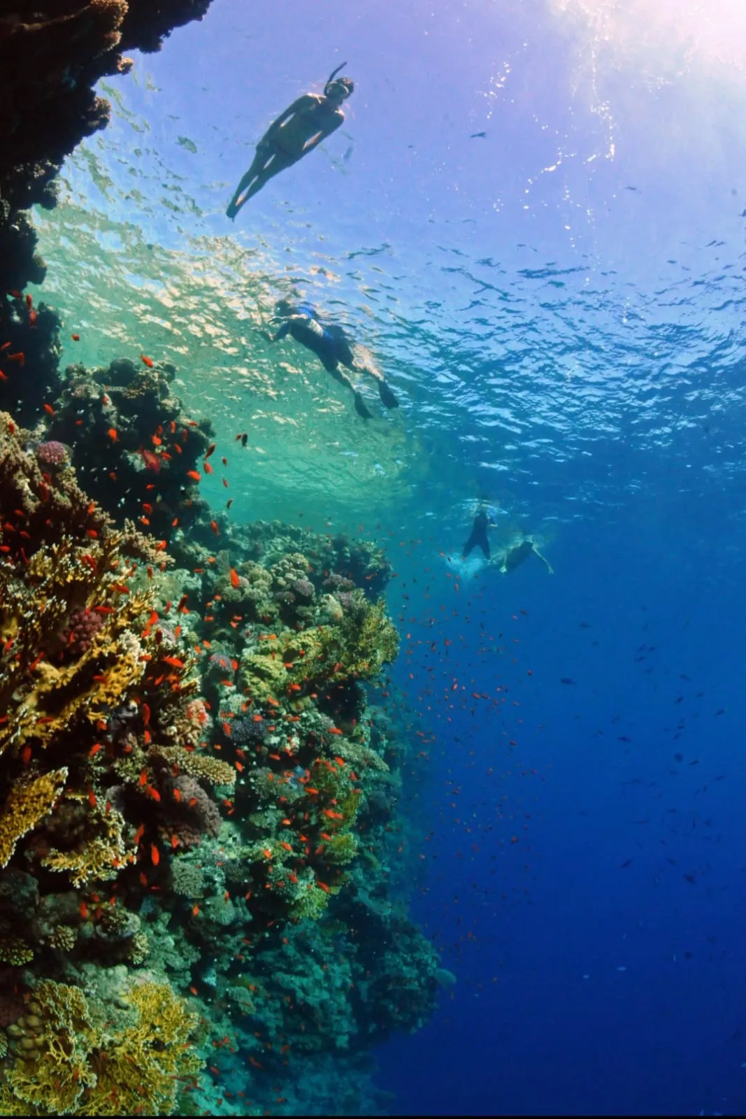 Snorkeling 🤿 safiri trip EL Gouna Snorkeling-safiri-trip/IMG-20260701-WA0151.jpg