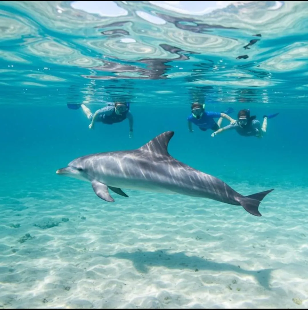 Snorkeling 🤿 safiri trip EL Gouna Snorkeling-safiri-trip/IMG-20260701-WA0153.jpg