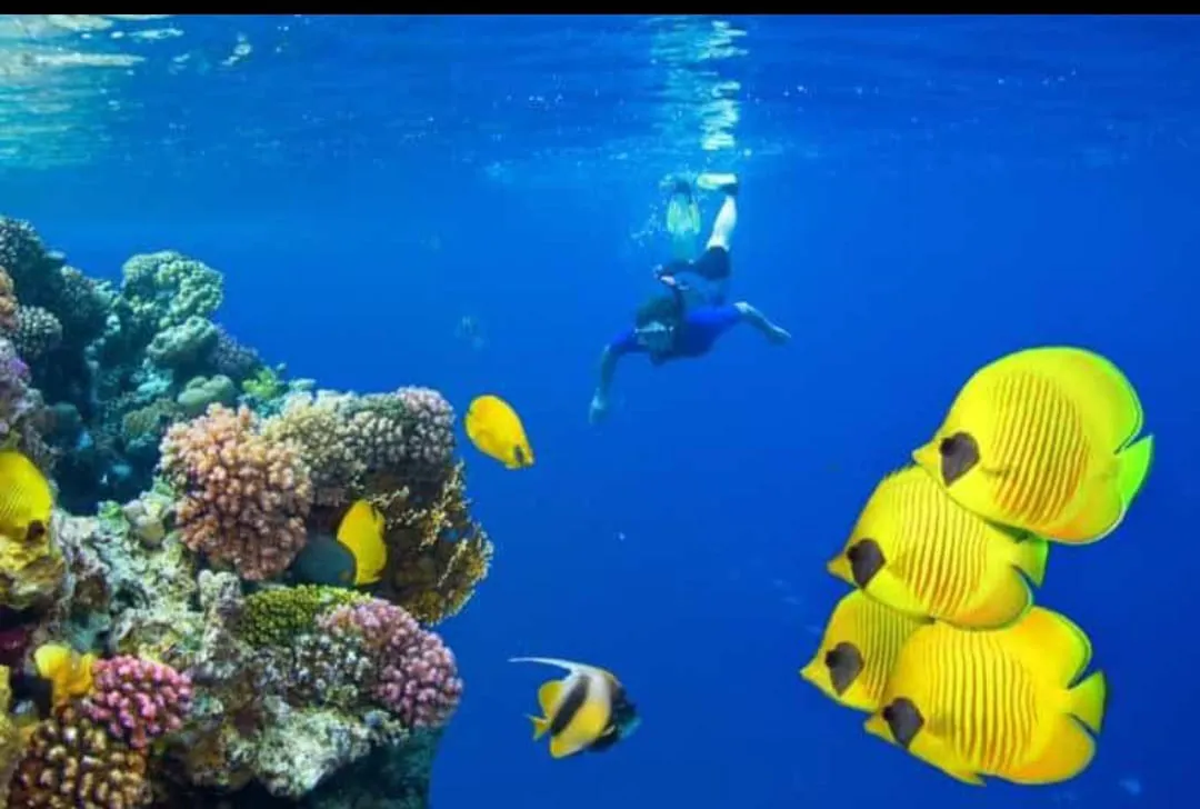 Snorkeling 🤿 safiri trip EL Gouna Snorkeling-safiri-trip/IMG-20260701-WA0154.jpg