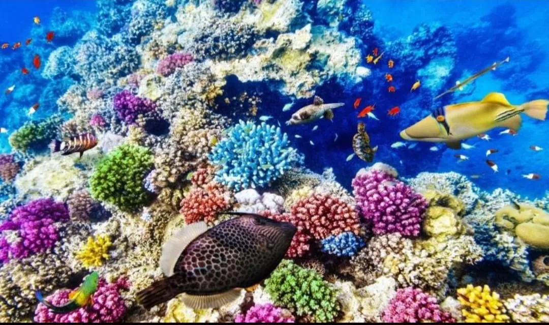 Snorkeling 🤿 safiri trip EL Gouna Snorkeling-safiri-trip/IMG-20260701-WA0156.jpg