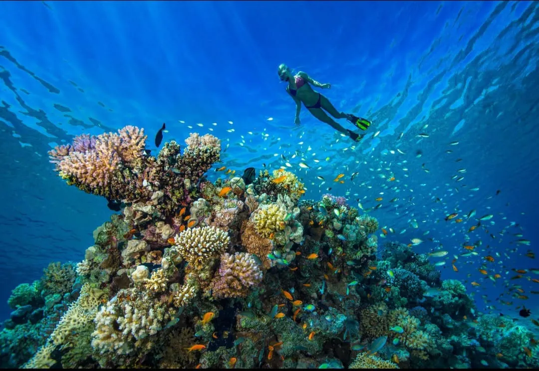 Snorkeling 🤿 safiri trip EL Gouna Snorkeling-safiri-trip/IMG-20260701-WA0158.jpg