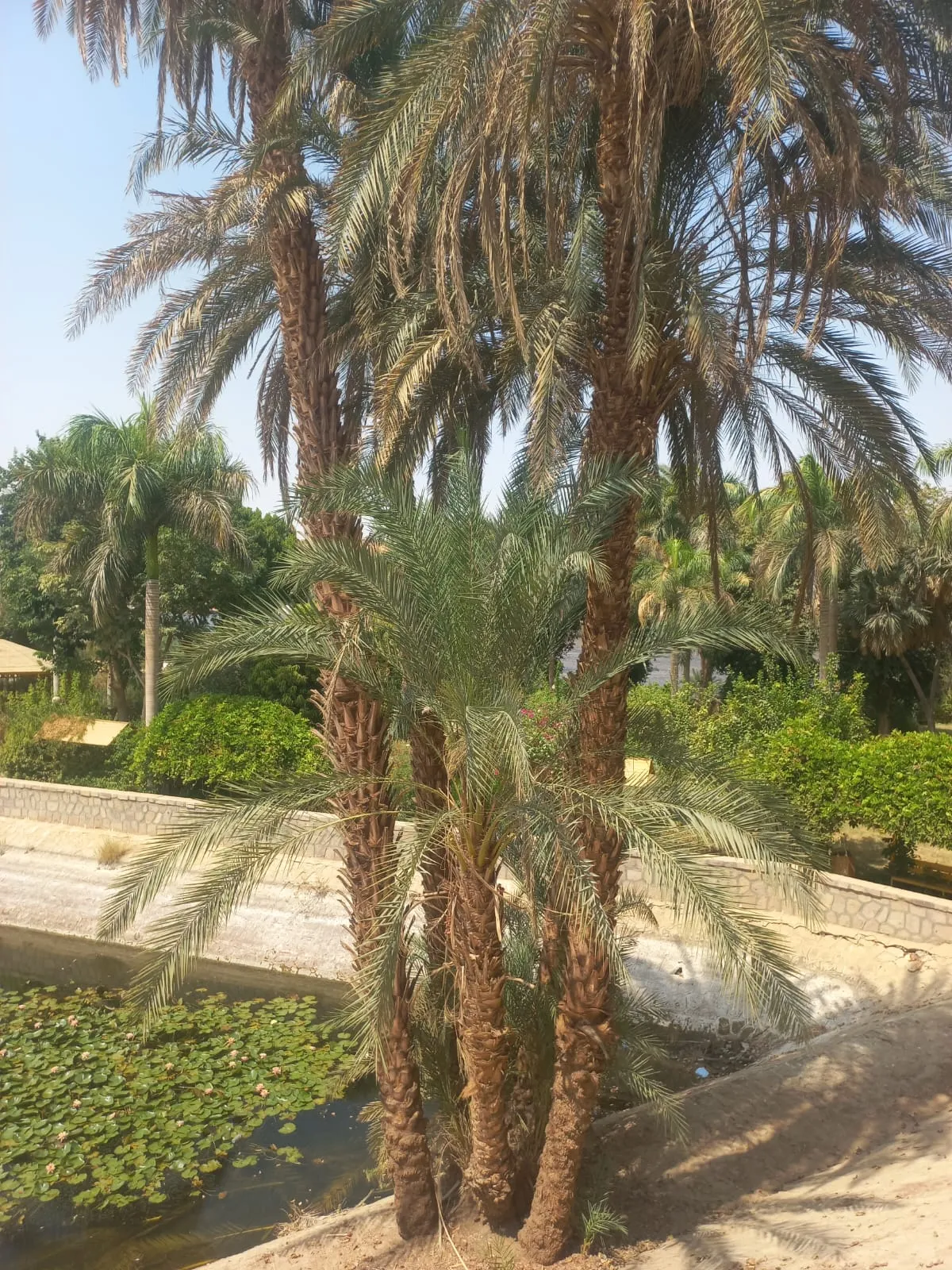  botanical-garden-elephantine-island-tour-aswan/IMG-20260915-WA0052.jpg