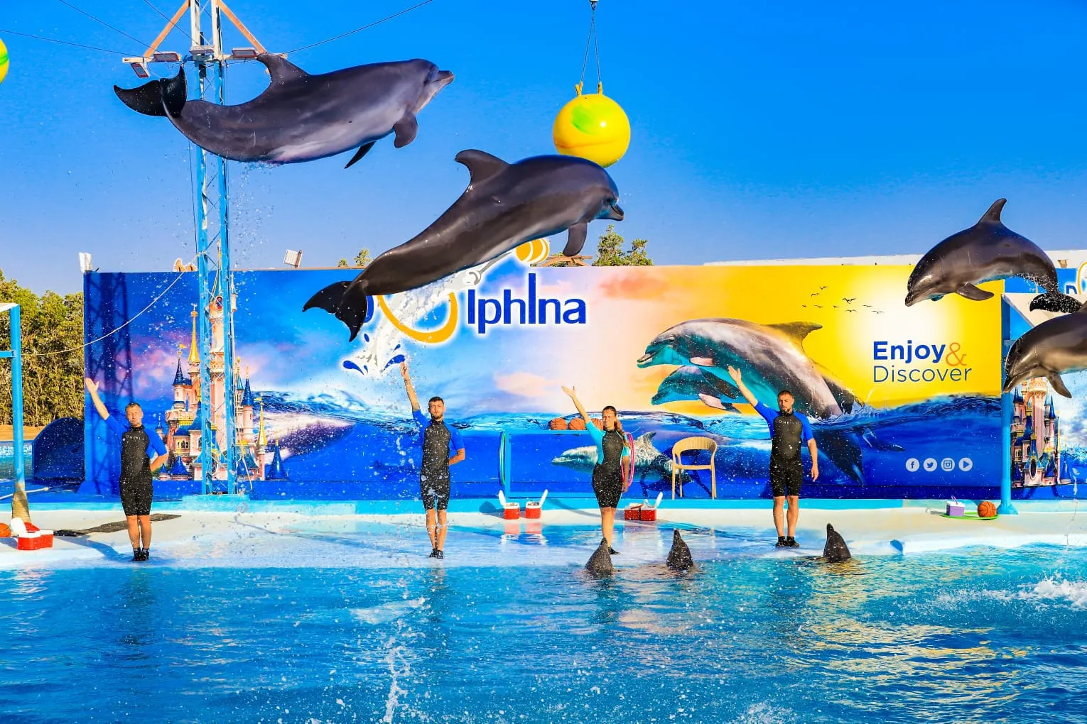 🐬 Dolphin Show Only – Hurghada
