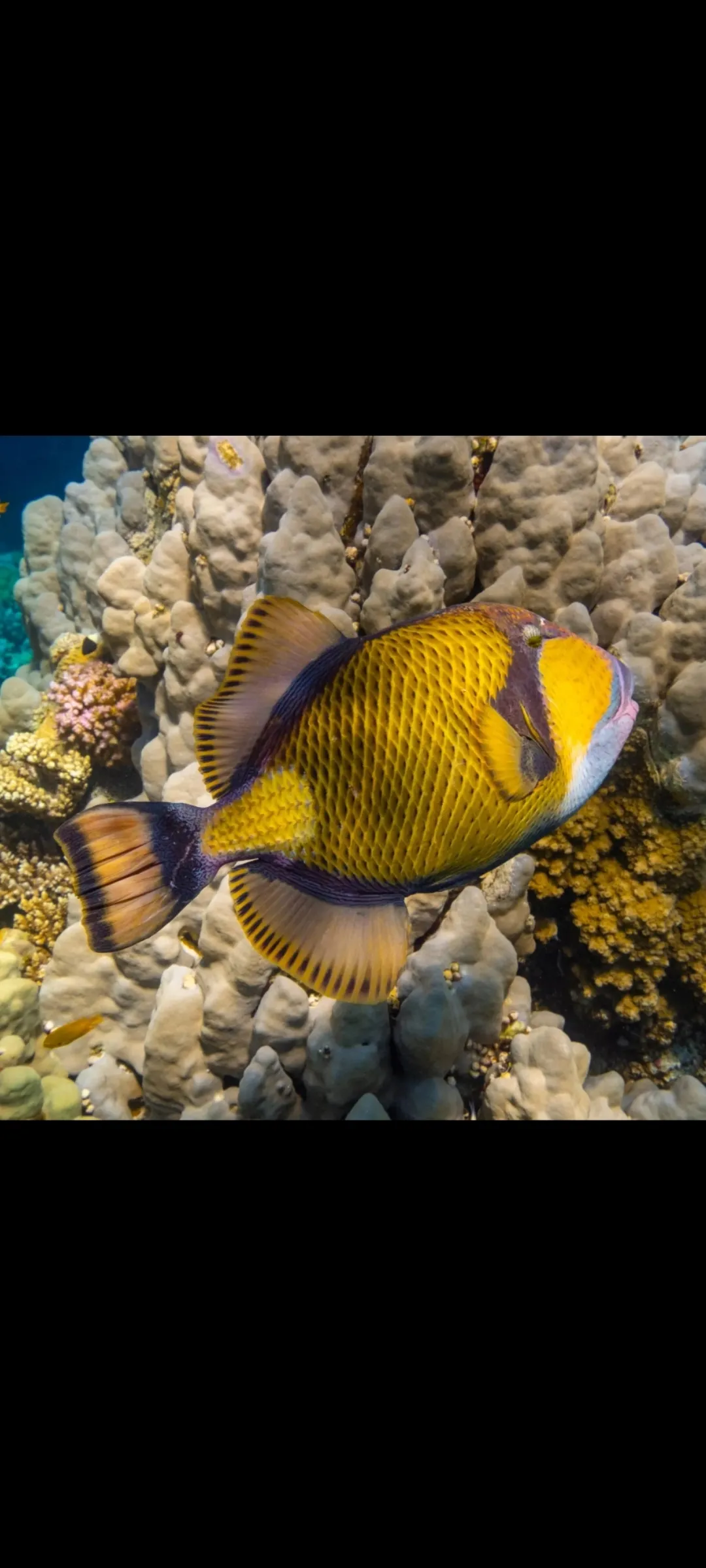 🤿 Snorkeling Adventure Trip – Hurghada snorkeling-adventure-trip-hurghada/Screenshot_2025-07-09-02-00-56-600_com_miui_gallery.jpg
