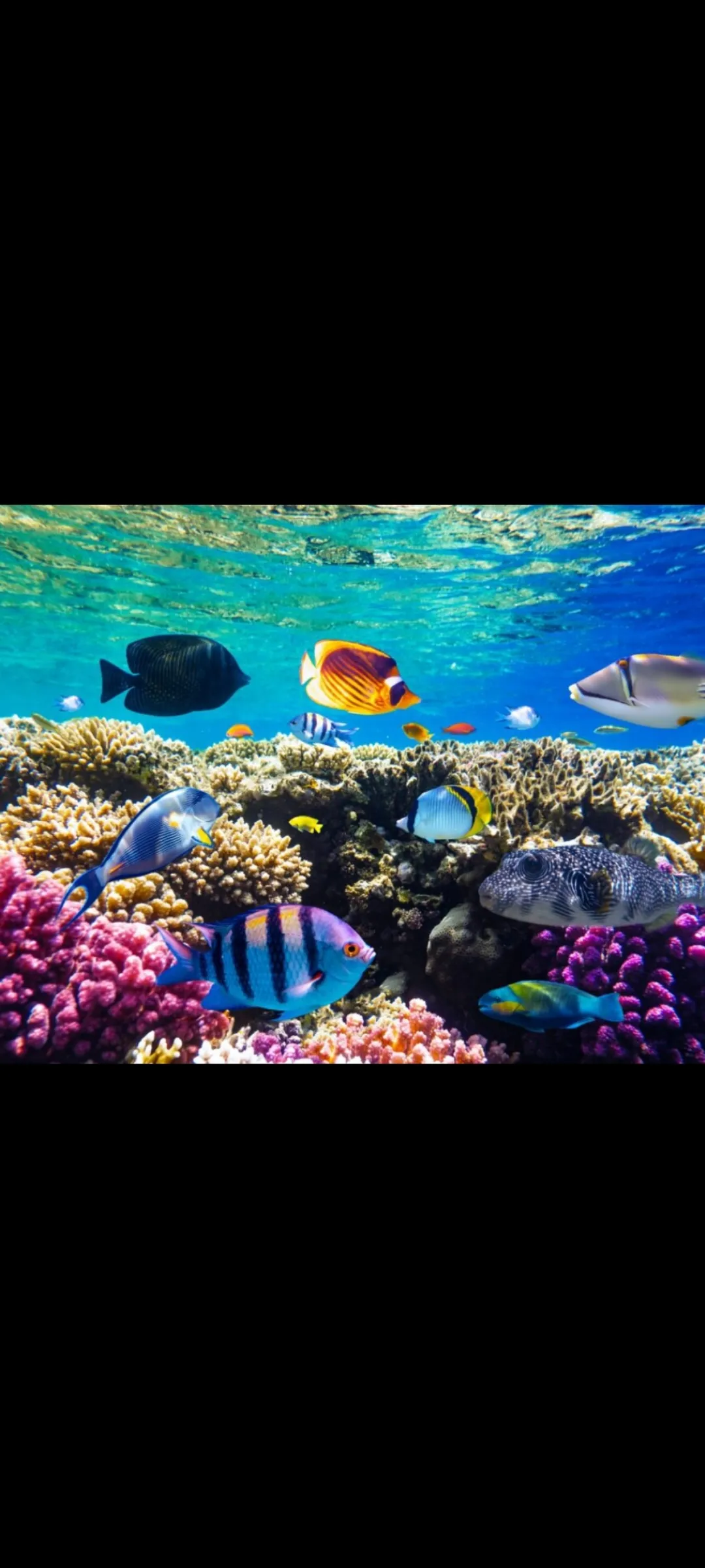 🤿 Snorkeling Adventure Trip – Hurghada snorkeling-adventure-trip-hurghada/Screenshot_2025-07-09-02-01-16-502_com_miui_gallery.jpg