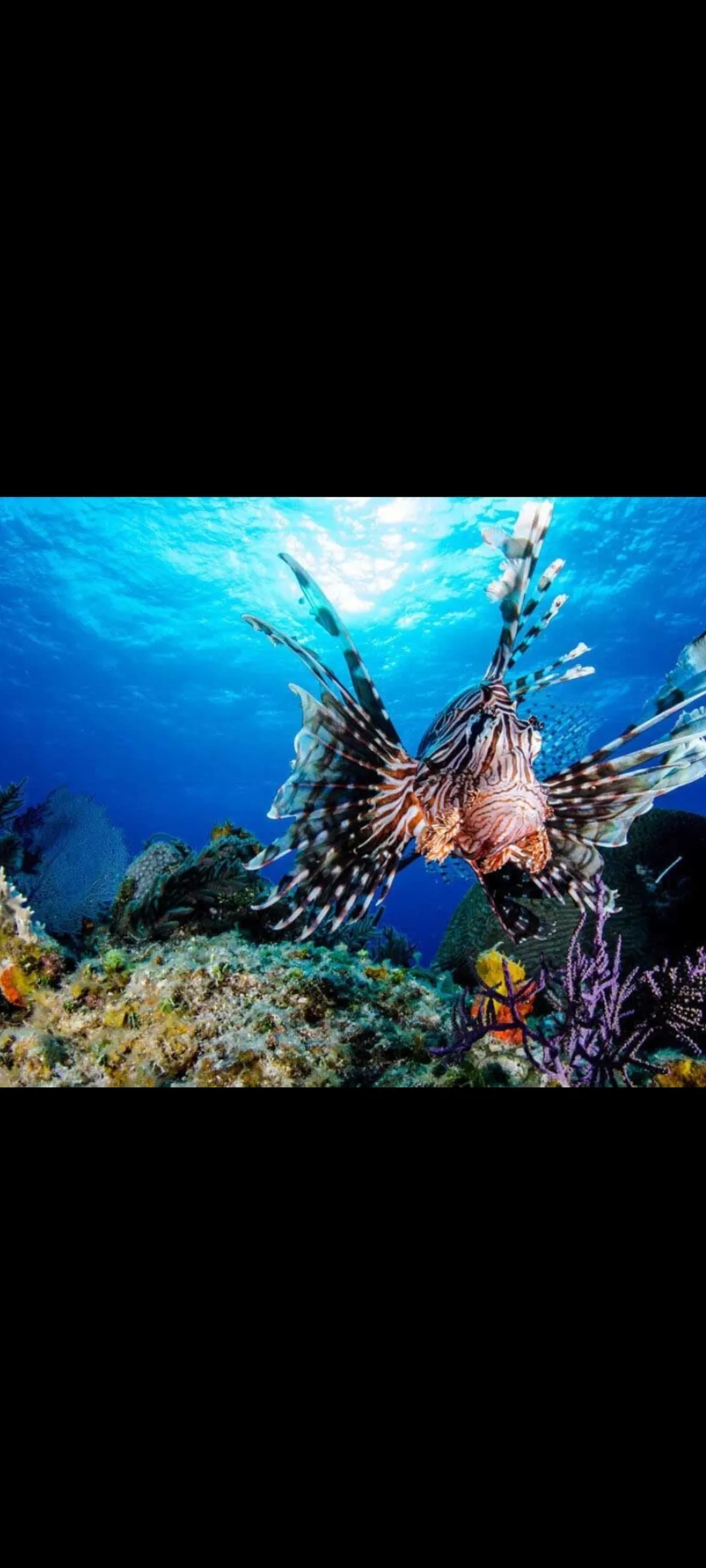 🤿 Snorkeling Adventure Trip – Hurghada snorkeling-adventure-trip-hurghada/Screenshot_2025-07-09-02-01-26-056_com_miui_gallery.jpg