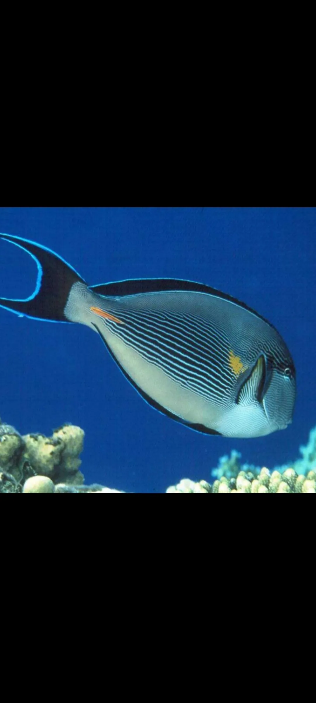 🤿 Snorkeling Adventure Trip – Hurghada snorkeling-adventure-trip-hurghada/Screenshot_2025-07-09-02-01-40-179_com_miui_gallery.jpg