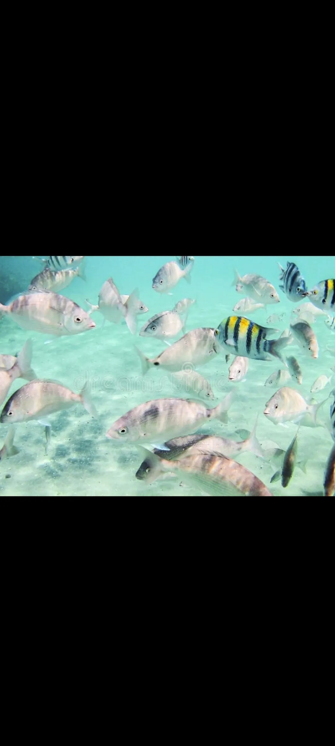 🤿 Snorkeling Adventure Trip – Hurghada snorkeling-adventure-trip-hurghada/Screenshot_2025-07-09-02-02-09-432_com_miui_gallery.jpg