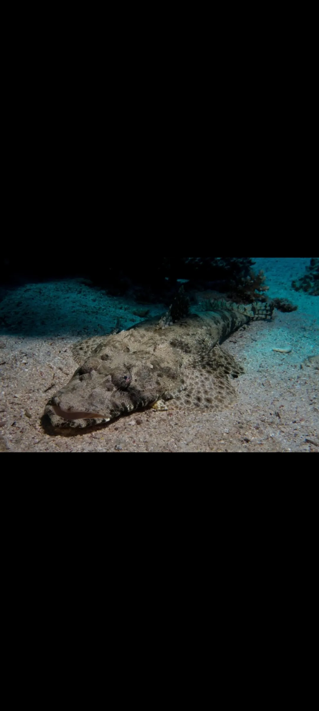 🤿 Snorkeling Adventure Trip – Hurghada snorkeling-adventure-trip-hurghada/Screenshot_2025-07-09-02-02-20-989_com_miui_gallery.jpg