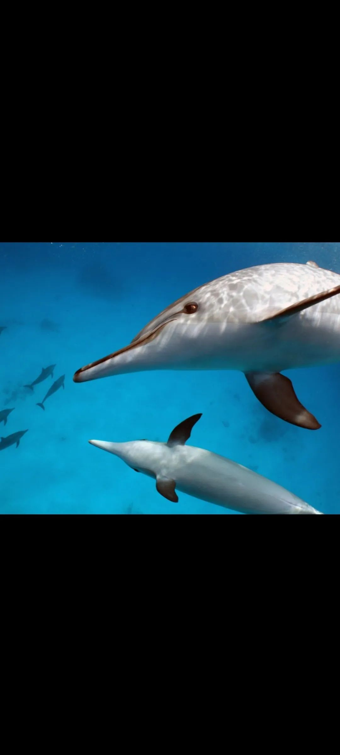 🤿 Snorkeling Adventure Trip – Hurghada snorkeling-adventure-trip-hurghada/Screenshot_2025-07-09-02-02-43-900_com_miui_gallery.jpg