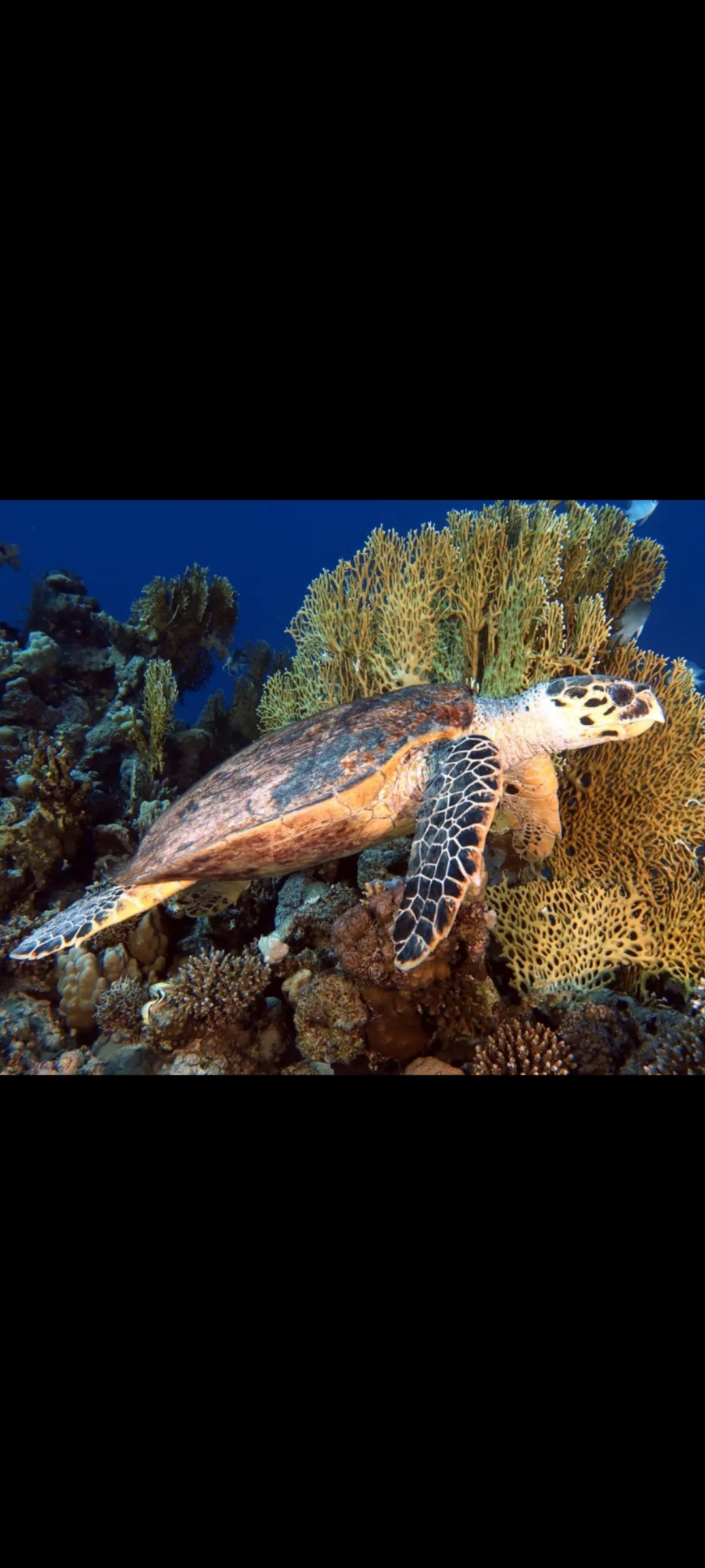 🤿 Snorkeling Adventure Trip – Hurghada snorkeling-adventure-trip-hurghada/Screenshot_2025-07-09-02-03-16-814_com_miui_gallery.jpg