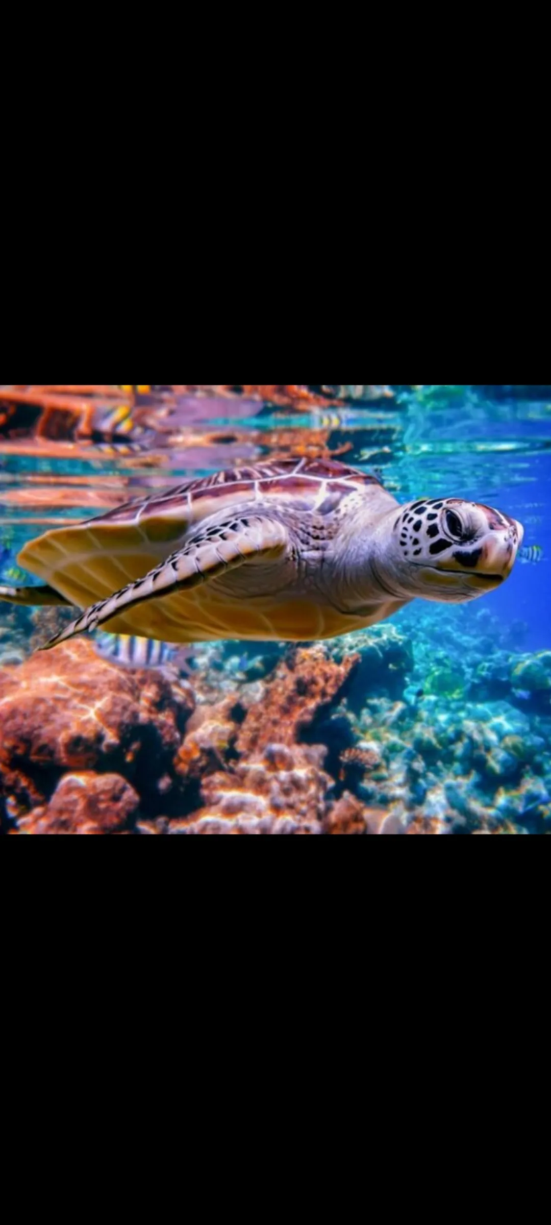 🤿 Snorkeling Adventure Trip – Hurghada snorkeling-adventure-trip-hurghada/Screenshot_2025-07-09-02-03-29-430_com_miui_gallery.jpg