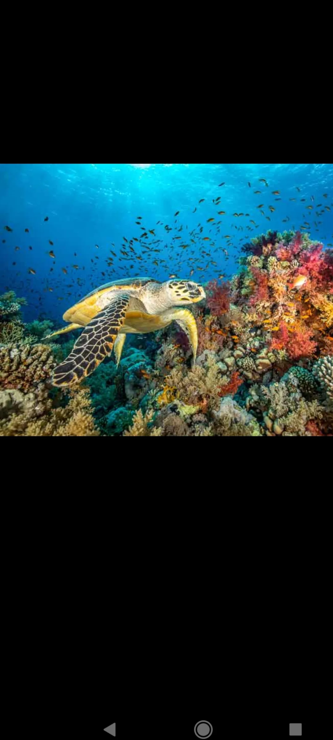 🤿 Snorkeling Adventure Trip – Hurghada snorkeling-adventure-trip-hurghada/Screenshot_2025-07-09-02-03-39-564_com_miui_gallery.jpg