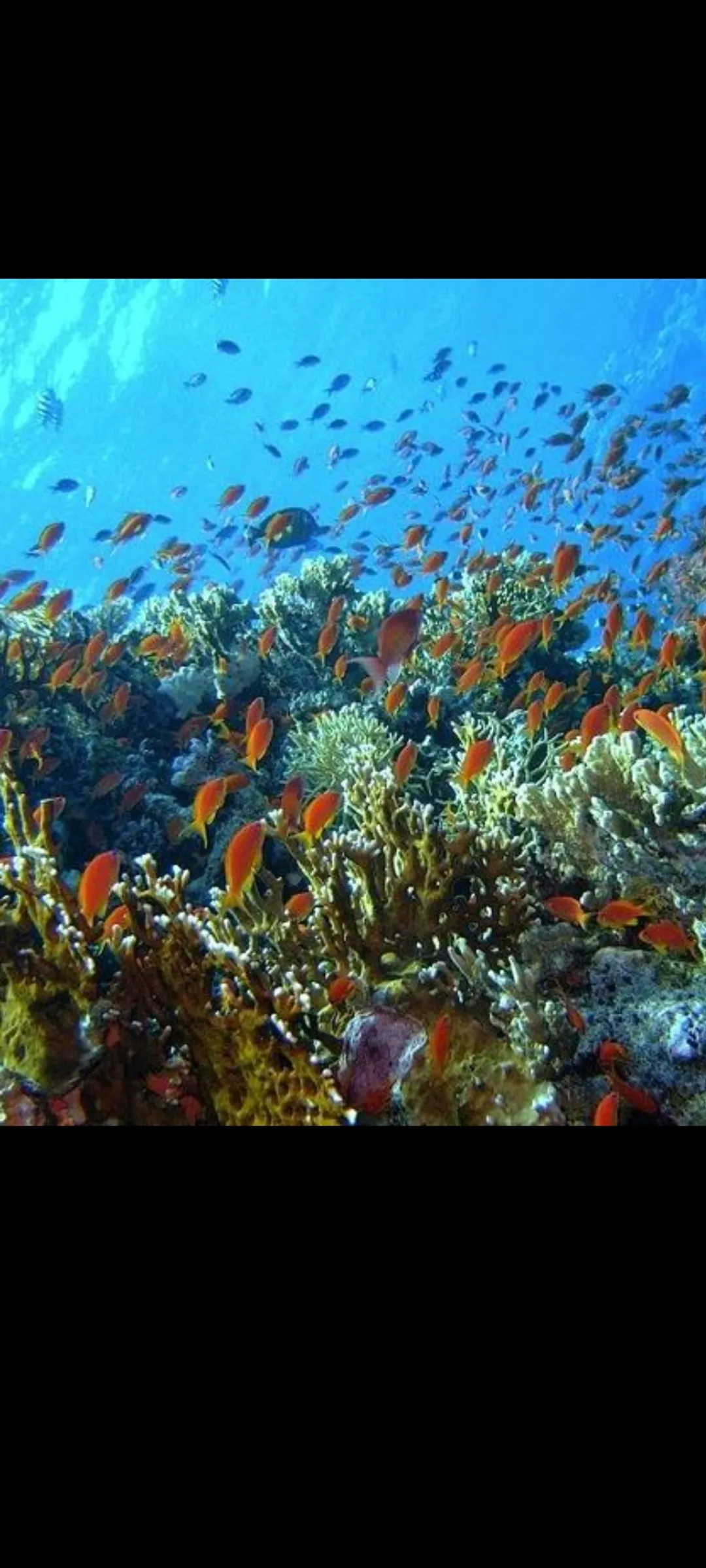🤿 Snorkeling Adventure Trip – Hurghada snorkeling-adventure-trip-hurghada/Screenshot_2025-07-09-02-03-52-108_com_miui_gallery.jpg