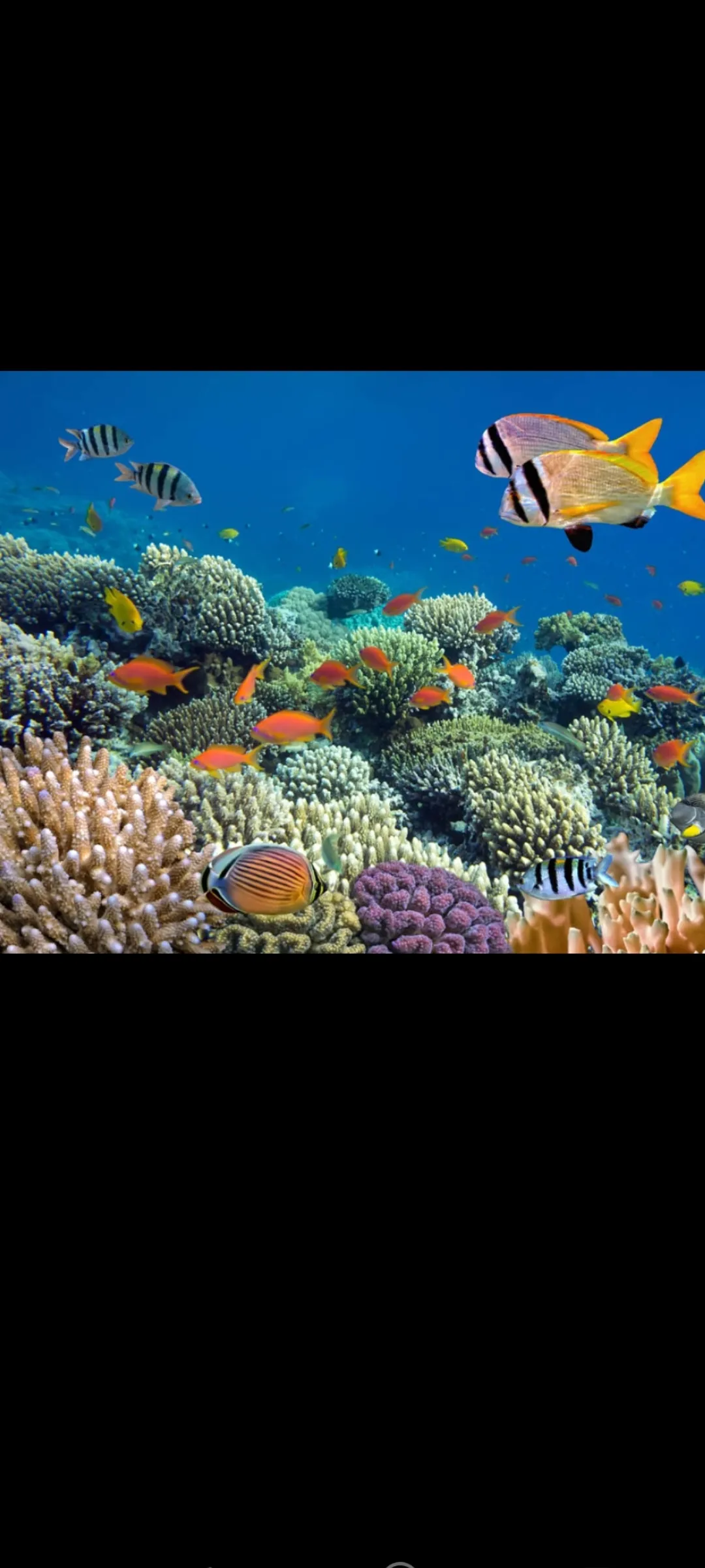 🤿 Snorkeling Adventure Trip – Hurghada snorkeling-adventure-trip-hurghada/Screenshot_2025-07-09-02-04-18-170_com_miui_gallery.jpg