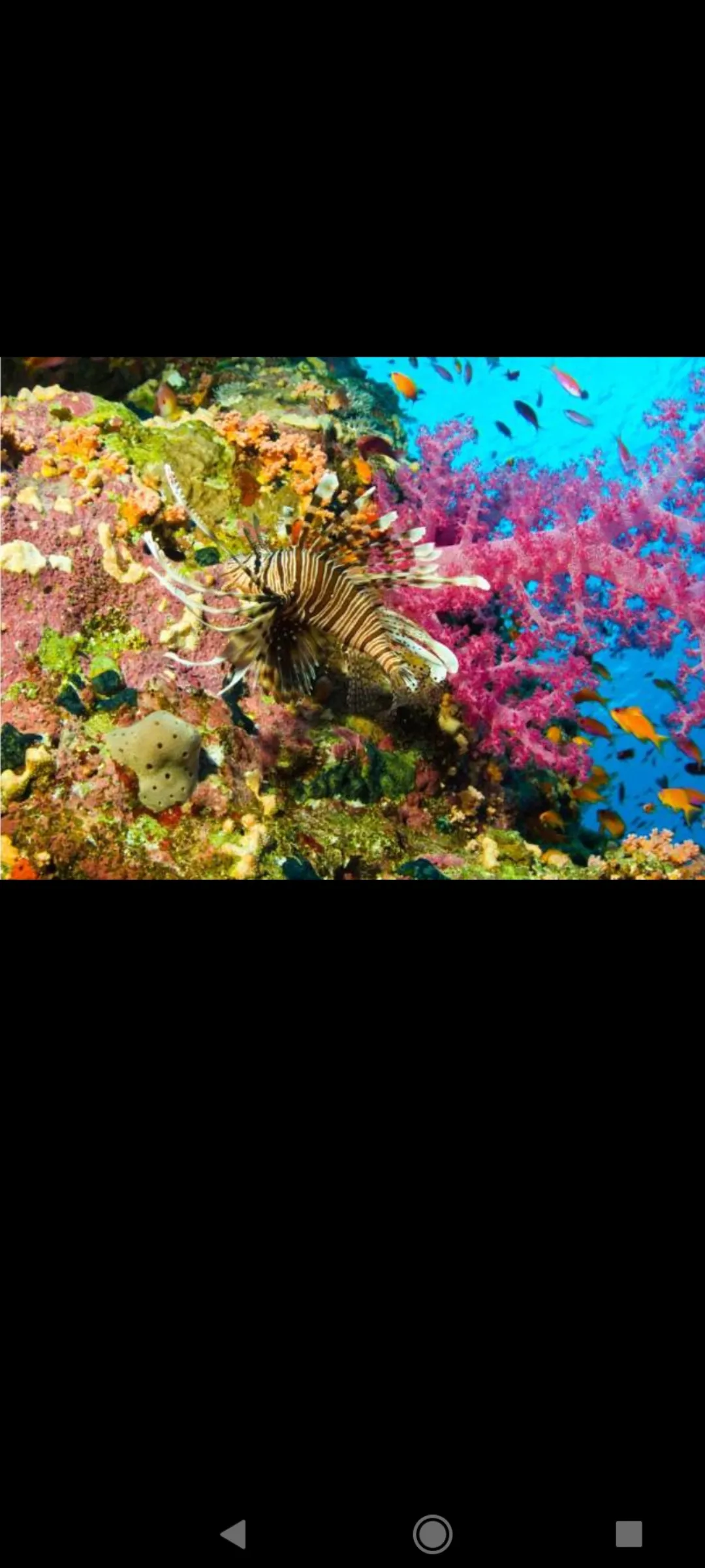 🤿 Snorkeling Adventure Trip – Hurghada snorkeling-adventure-trip-hurghada/Screenshot_2025-07-09-02-04-29-502_com_miui_gallery.jpg
